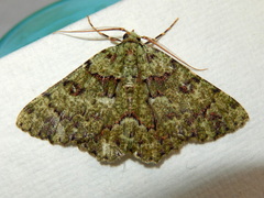 Aeolochroma hypochromaria