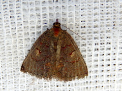 Apodasmia rufonigraria