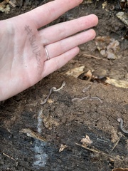 Cleidogona