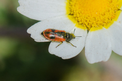 Arthrobrachus nigromaculatus