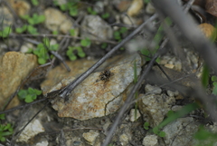 Habronattus fallax