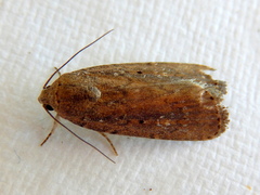 Athetis tenuis