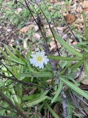 Malacothrix saxatilis