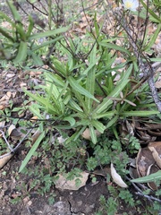 Malacothrix saxatilis