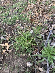 Malacothrix saxatilis