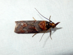Calguia defiguralis