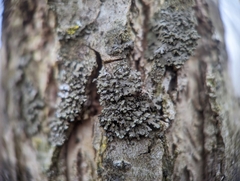 Phaeophyscia pusilloides