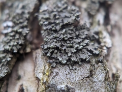 Phaeophyscia pusilloides