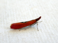 Canuza euspilella