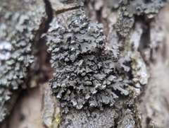Phaeophyscia pusilloides
