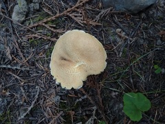 Suillus ampliporus