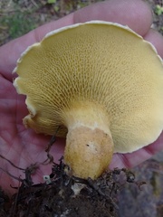Suillus ampliporus