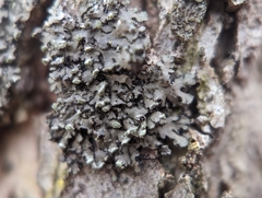 Phaeophyscia pusilloides