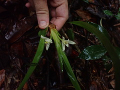 Maxillaria alba