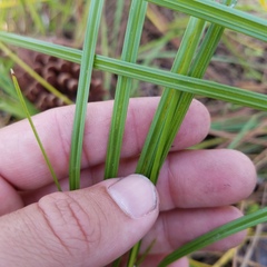 Scleria ciliata