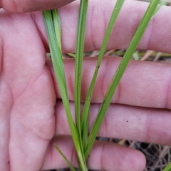 Scleria ciliata