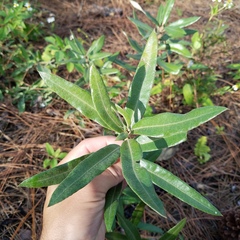 Quercus pumila