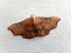 Corgatha dipyra