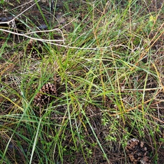 Scleria ciliata