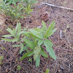 Quercus pumila