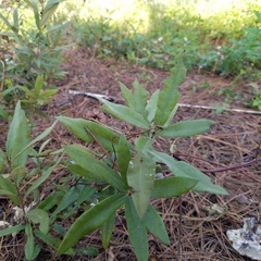 Quercus pumila