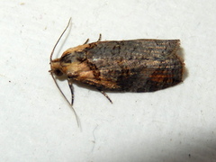 Cryptoptila australana