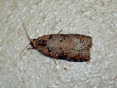 Cryptoptila australana