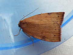 Detounda leptoplasta