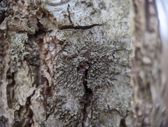 Hyperphyscia adglutinata