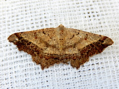 Dissomorphia australiaria