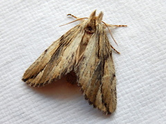 Ecnomodes sagittaria