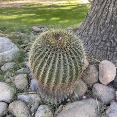 Ferocactus histrix