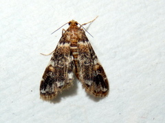 Elophila difflualis