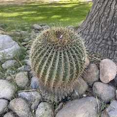 Ferocactus histrix