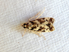 Eudonia aphrodes