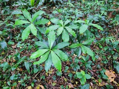 Ardisia sieboldii