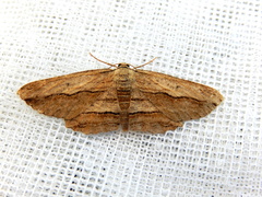 Euphronarcha luxaria