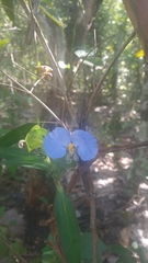 Commelina erecta