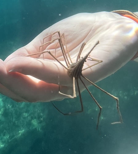 Photo of Arrow Crab (Stenorhynchus seticornis)