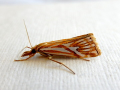 Hednota pleniferellus