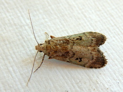 Heteromicta tripartitella