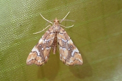 Musotima nitidalis