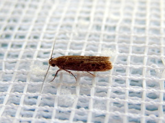 Hofmannophila pseudospretella