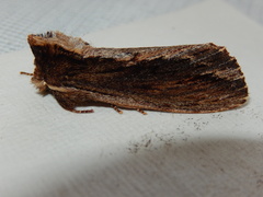 Hylaeora capucina