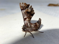 Hypographa phlegetonaria