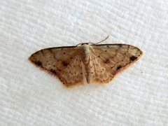 Idaea halmaea