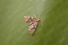 Musotima nitidalis