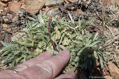 Raillardella argentea