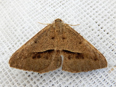Isturgia penthearia