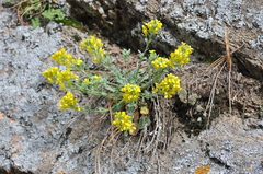 Physaria vitulifera